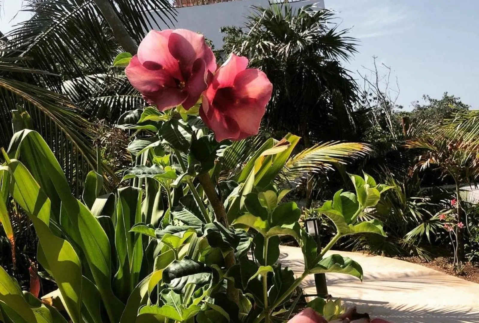 Ikal Island Garden - Adults Only Aparthotel Isla Mujeres Mexico